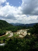 Sky rice paddy field in Yuanjiajie